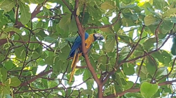 Im&oacute;vel Hotel no Zona Rural em Panorama-SP