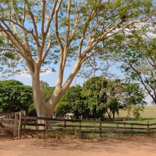 Imóvel Chácara no BAIRRO OASIS em Dracena-SP